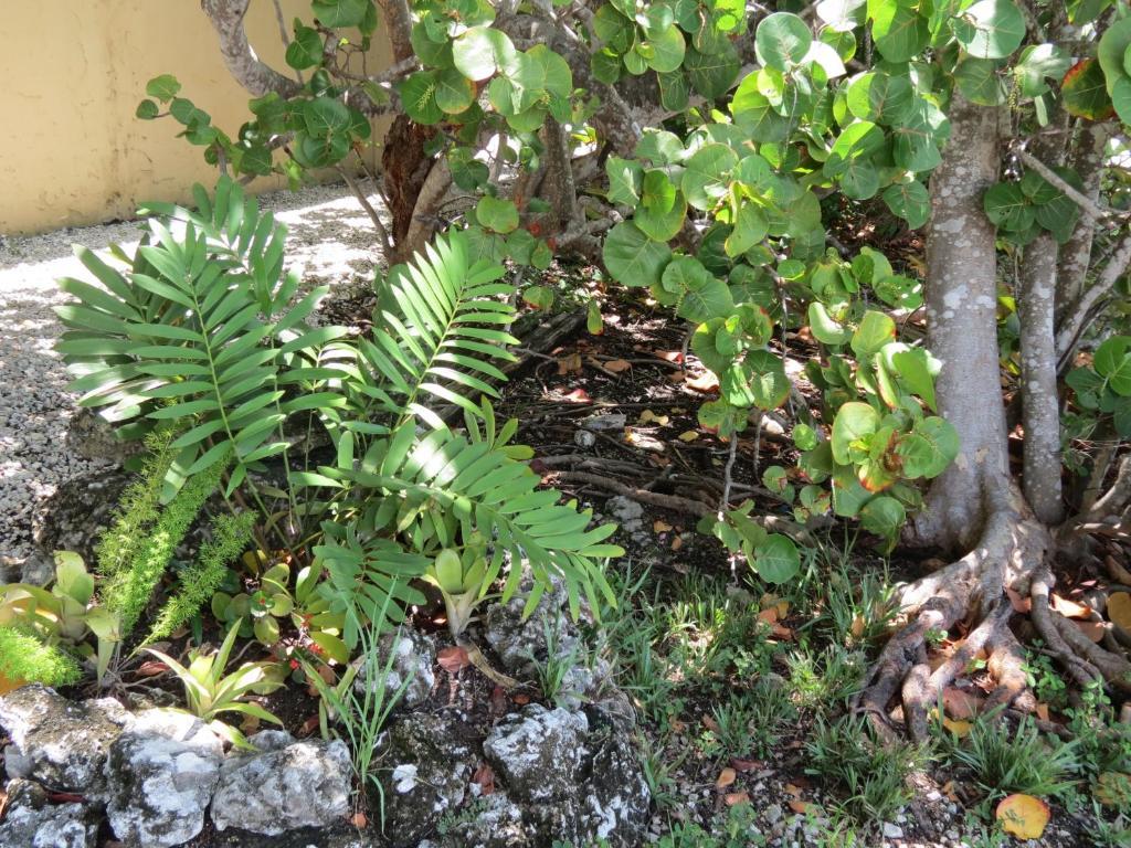 Ed & Ellen'S Lodgings Key Largo Motel Buitenkant foto
